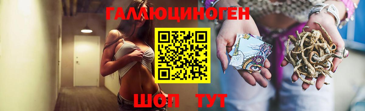 Галлюциногенные грибы Psilocybe  Губкинский 